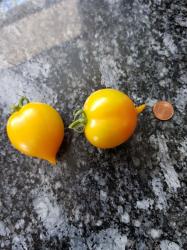 Tomate Utenok - Entlein Tomate Utenok - Entlein