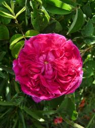 Rose Charles de Mills Rose Charles de Mills