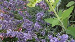 Lavendel "Hidcote blue" Lavendel "Hidcote blue"