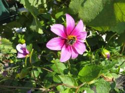 Dahlie -rosa- Dahlie -rosa-