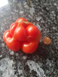 Reisetomate Reisetomate