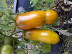 Tomatensamen 5 Sorten zum aussuchen Tomatensamen 5 Sorten zum aussuchen