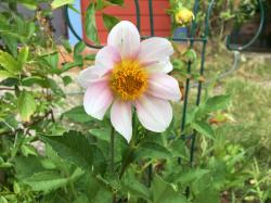 Prinzessinenblume und wunderschöne Dahlie Prinzessinenblume und wunderschöne Dahlie