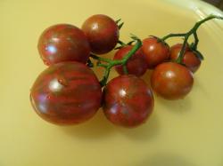 Tomatensamen 5 Sorten zum aussuchen Tomatensamen 5 Sorten zum aussuchen