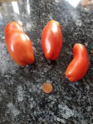 Penis-Tomate Auria Penis-Tomate Auria