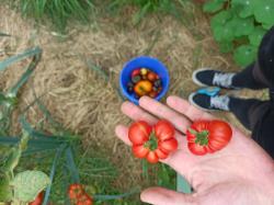Togorific (Tomate) Togorific (Tomate)