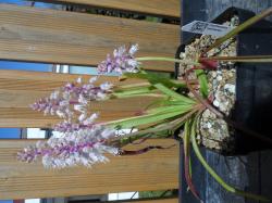 Lachenalia latimerae Lachenalia latimerae