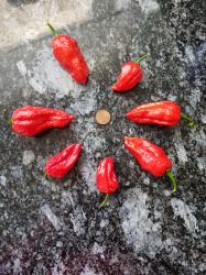 Chili Bhut Jolokia rot Chili Bhut Jolokia rot