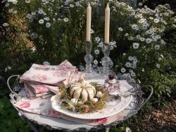 Aster Herbstschnee Aster Herbstschnee
