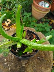 2 x Aloe Vera Jungpflanzen 2 x Aloe Vera Jungpflanzen