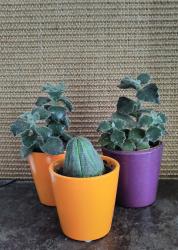 Elefantenohr Kalanchoe "Fang" + Euphorbie Elefantenohr Kalanchoe "Fang" + Euphorbie