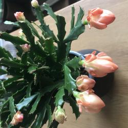 Schlumbergera - Thor Wild Cactus - orange Schlumbergera - Thor Wild Cactus - orange