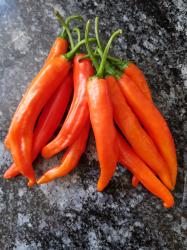 Chili Cayenne orange Chili Cayenne orange