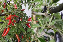 Chili Goats Weed Chili Goats Weed