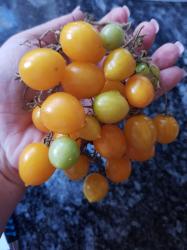 Tomate Ildi Tomate Ildi