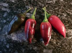 Tiger Jalapeno Tiger Jalapeno