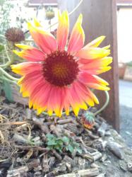Rot-gelbe hohe Kokardenblume Rot-gelbe hohe Kokardenblume
