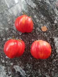 Tomate Novogoschary Tomate Novogoschary