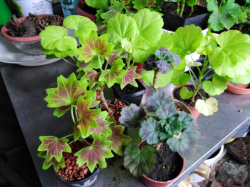 Mini-und Stellarpelargonien Mini-und Stellarpelargonien