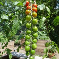 Tomate, Name unbekannt Tomate, Name unbekannt