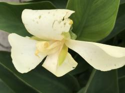 Canna x generalis Canna x generalis