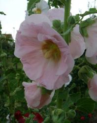 Drei Farben Stockrosen Samen Drei Farben Stockrosen Samen
