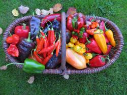 Chilisamen leicht scharf - 5 Sorten Chilisamen leicht scharf - 5 Sorten