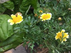 Speisechrysantheme/Kronenwucherblume, 1/2 TL Samen Speisechrysantheme/Kronenwucherblume, 1/2 TL Samen