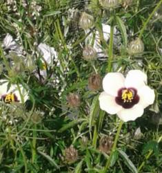 Stundenblume Samen +Zugabe Stundenblume Samen +Zugabe