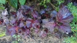 Perilla, Shiso rot Perilla, Shiso rot