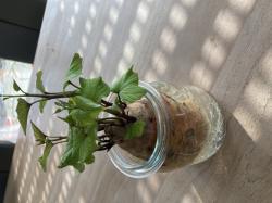 Süßkartoffel, 2 bewurzelte Stecklinge Süßkartoffel, 2 bewurzelte Stecklinge