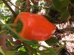 Snackpaprika, orange Snackpaprika, orange