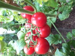 Hocharomatische Kirschtomate Hocharomatische Kirschtomate