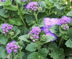 Leberbalsam Leberbalsam