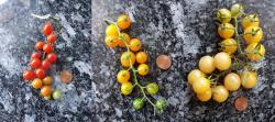 3x Johannisbeertomaten 3x Johannisbeertomaten
