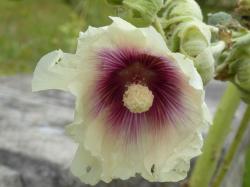 Stockrose weiß/creme, Magenta Mitte Stockrose weiß/creme, Magenta Mitte