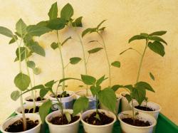 Chili Physalis Tomaten Tomatillo Pflanze Chili Physalis Tomaten Tomatillo Pflanze