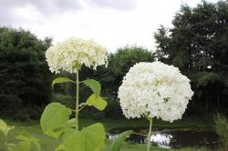 Annabelle-Hortensie Annabelle-Hortensie