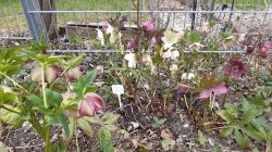 Helleborus orientalis, Sämlinge Helleborus orientalis, Sämlinge