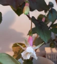 Fuchsie Straat Futami Fuchsie Straat Futami
