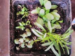 Jungpflanzen Stauden und Sommerblumen Jungpflanzen Stauden und Sommerblumen