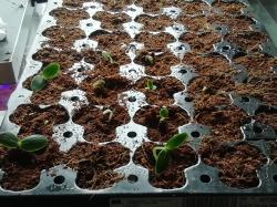 Freilandgurke Reinsaat, Bio Freilandgurke Reinsaat, Bio