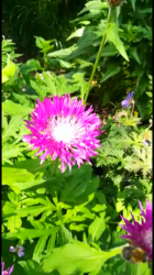 * 5x Flockenblume * * 5x Flockenblume *
