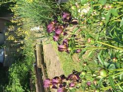 Iris Iris