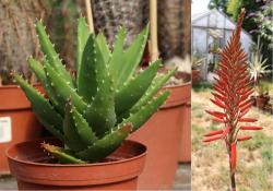 Aloe Aloe