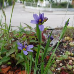 Blaue Binsenlilie Blaue Binsenlilie