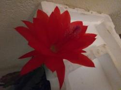 Epiphyllum Blattkaktus Epiphyllum Blattkaktus