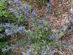 Gewöhnlicher Natternkopf (Echium vulgare) Gewöhnlicher Natternkopf (Echium vulgare)