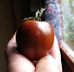 Tomate Black Plum Tomate Black Plum