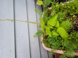 virginisches Helmkraut virginisches Helmkraut
